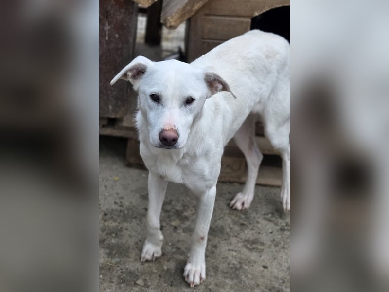 Hope Hund aus dem Tierschutz