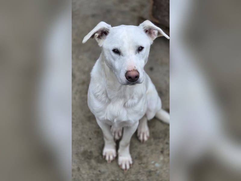 Hope Hund aus dem Tierschutz