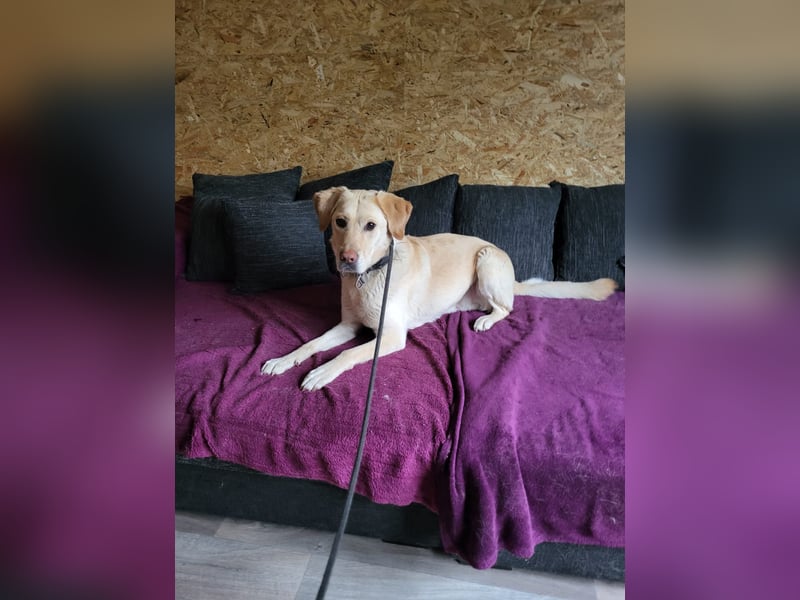 Labrador Golden Retriever Mix 