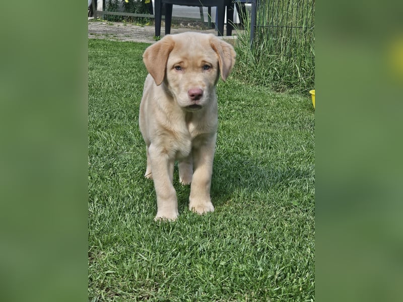 Labrador Welpen mit Ahnenpass