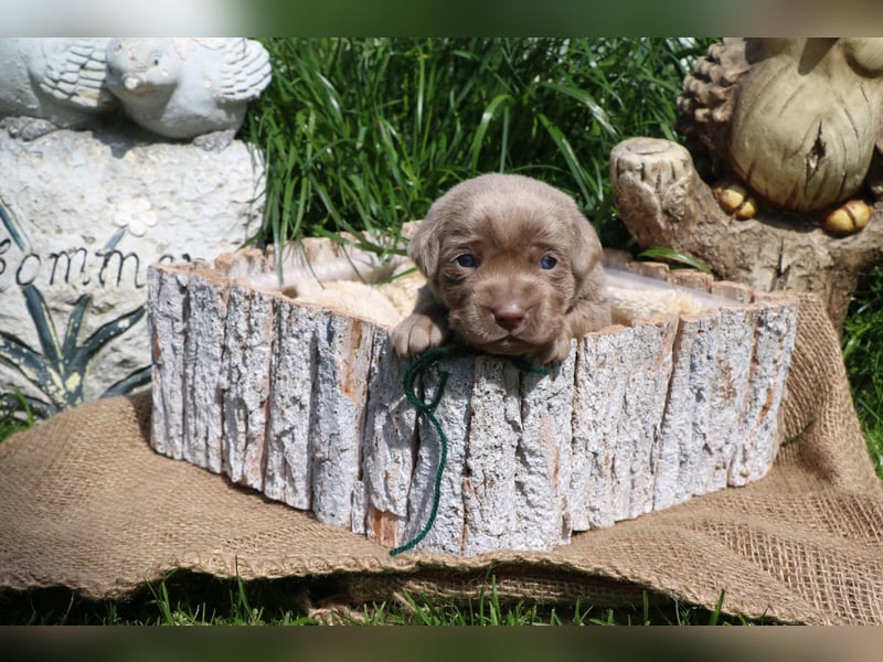 Labrador Welpen mit Ahnenpass