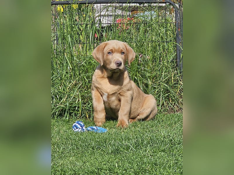 Labrador Welpen mit Ahnenpass