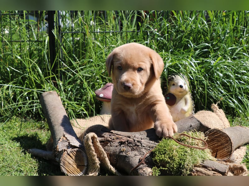 Labrador Welpen mit Ahnenpass