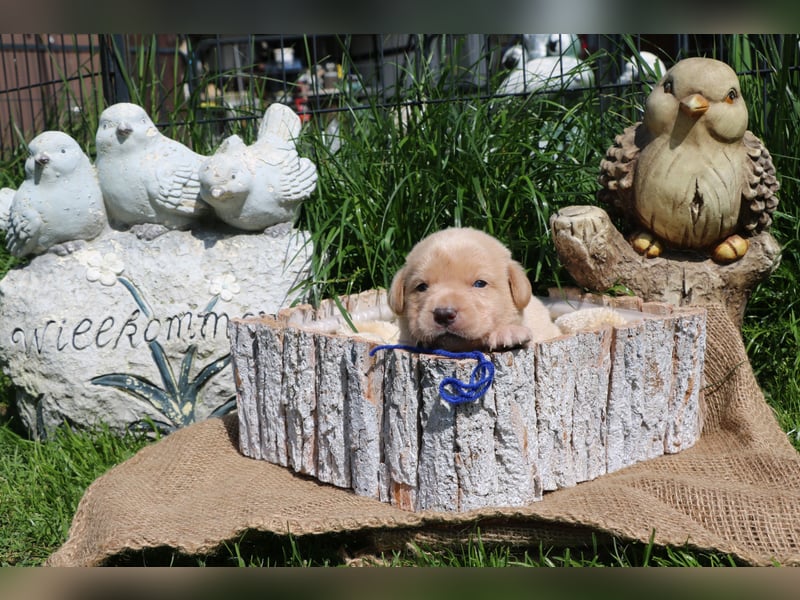 Labrador Welpen mit Ahnenpass