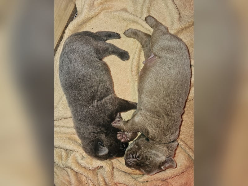 Labrador Welpen mit Ahnenpass