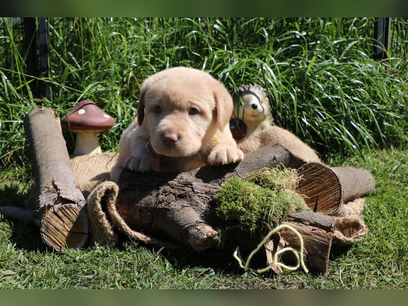 Labrador Welpen mit Ahnenpass