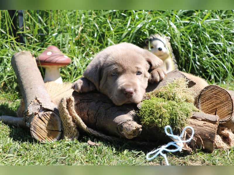 Labrador Welpen mit Ahnenpass