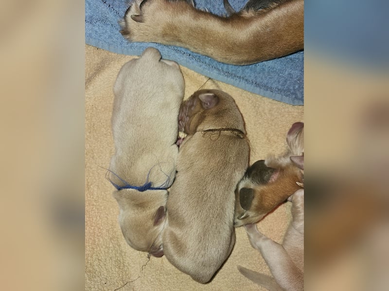 Labrador Welpen mit Ahnenpass
