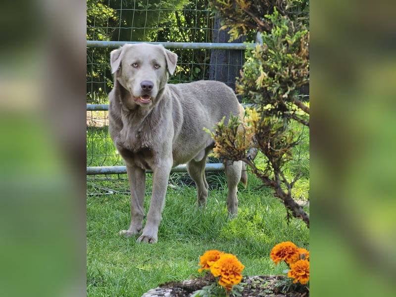 Labrador Welpen mit Ahnenpass