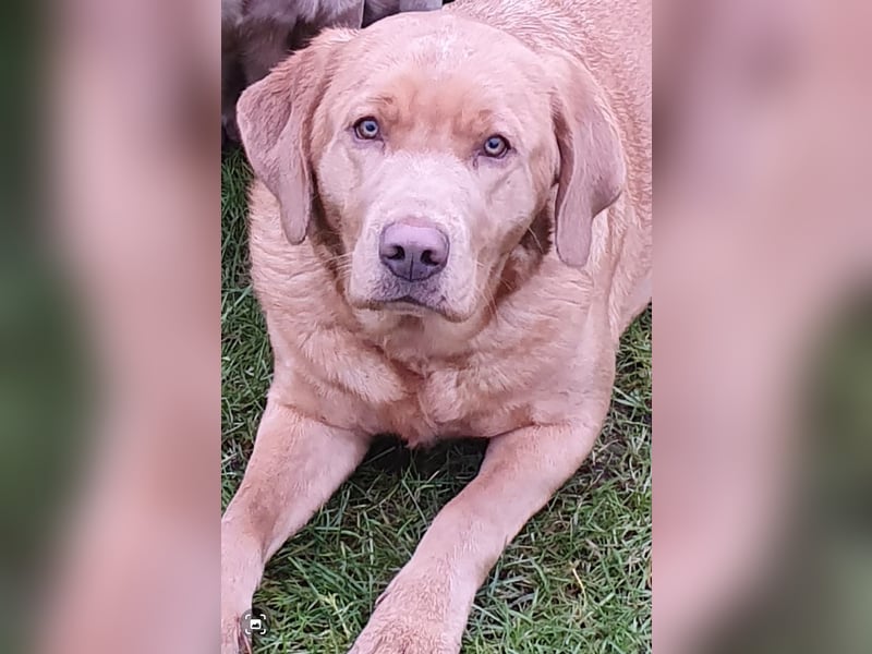 Labrador Welpen mit Ahnenpass