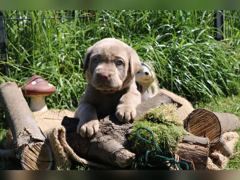 Labrador Welpen mit Ahnenpass