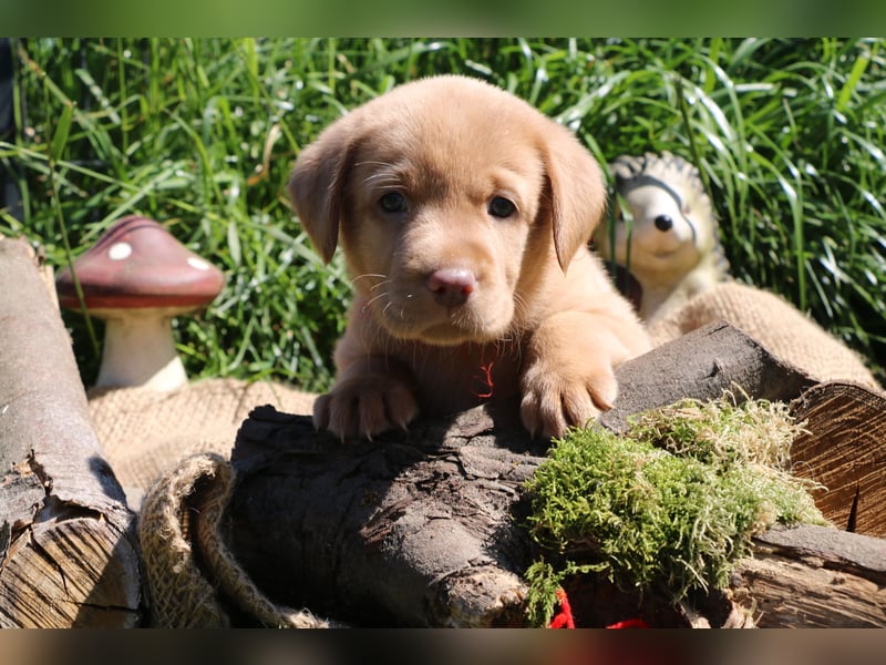 Labrador Welpen mit Ahnenpass