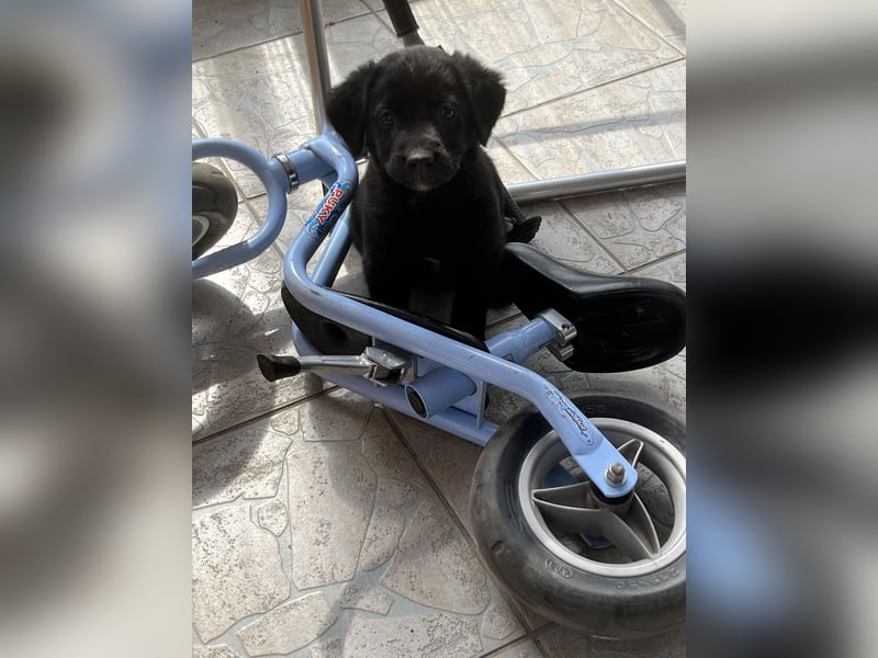 Labrador Mix Welpen