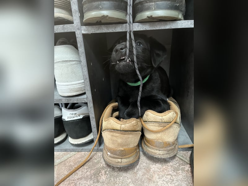 Labrador Mix Welpen