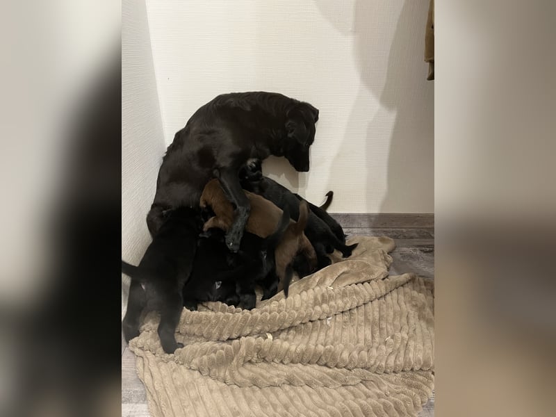 Labrador Mix Welpen