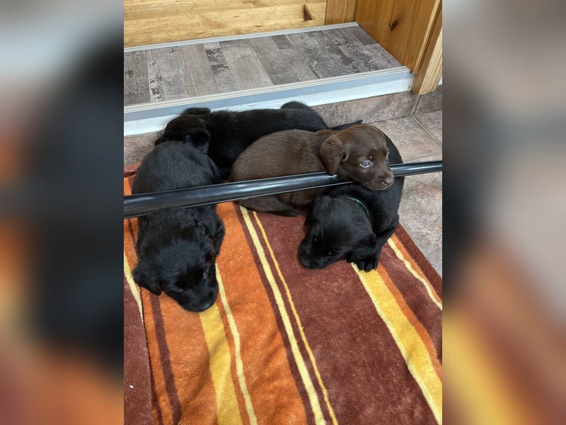 Labrador Mix Welpen