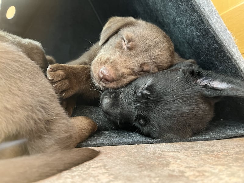Labrador Mix Welpen