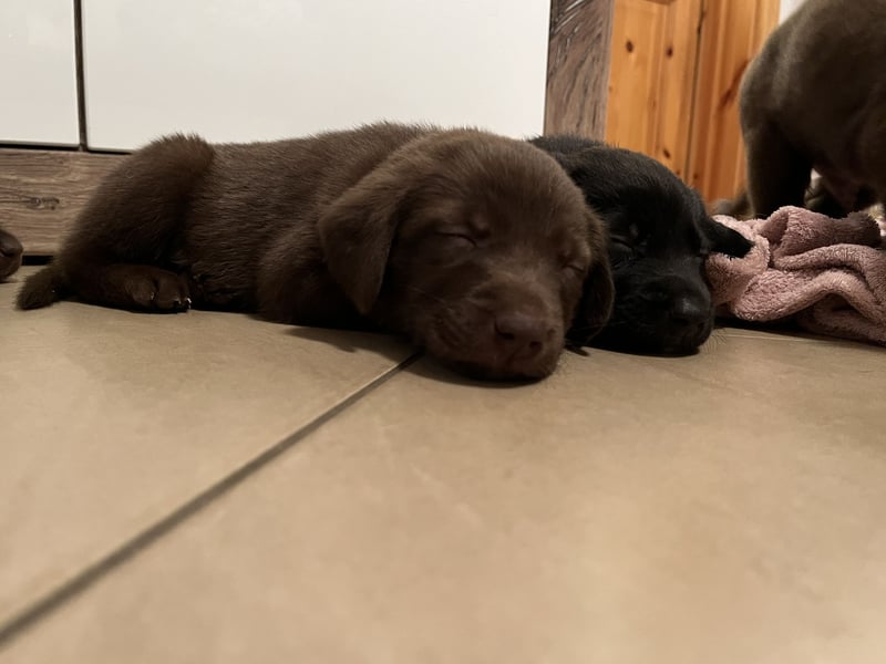 Labrador Mix Welpen