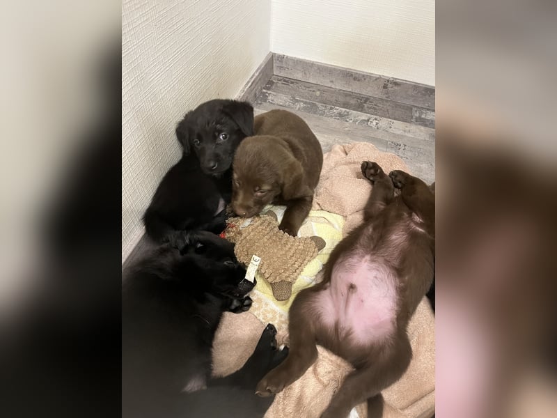 Labrador Mix Welpen