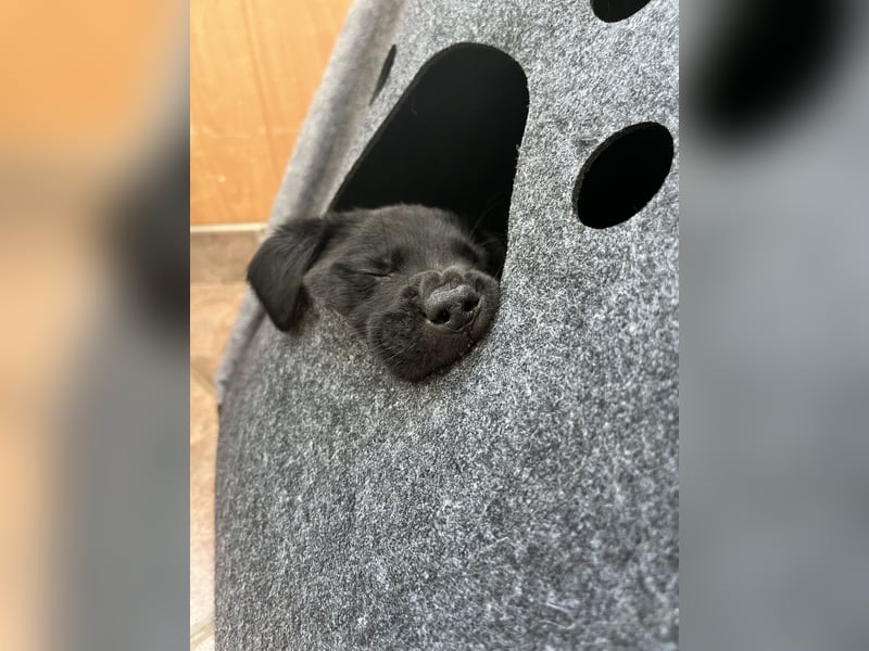 Labrador Mix Welpen