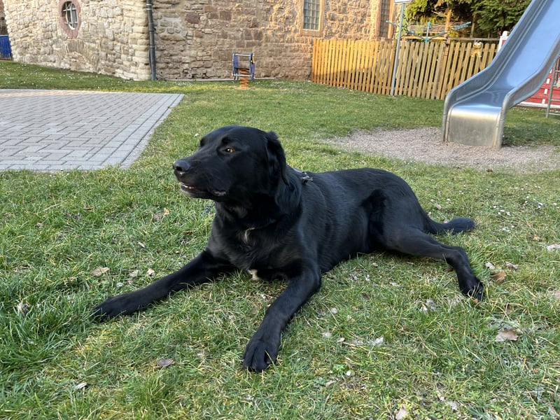 Labrador Mix Welpen