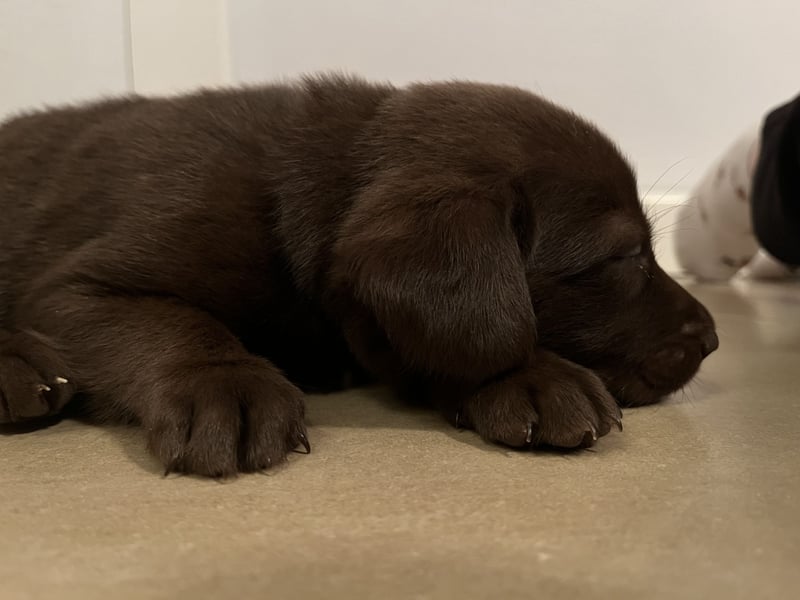 Labrador Mix Welpen
