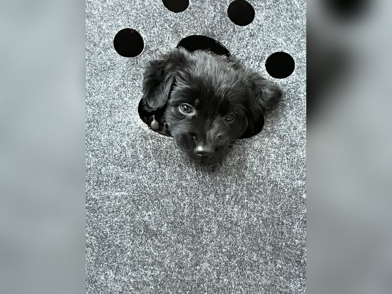 Labrador Mix Welpen