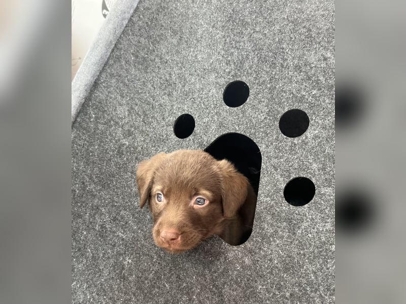 Labrador Mix Welpen