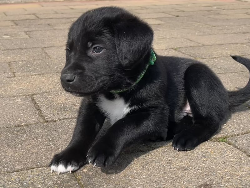 Labrador Mix Welpen
