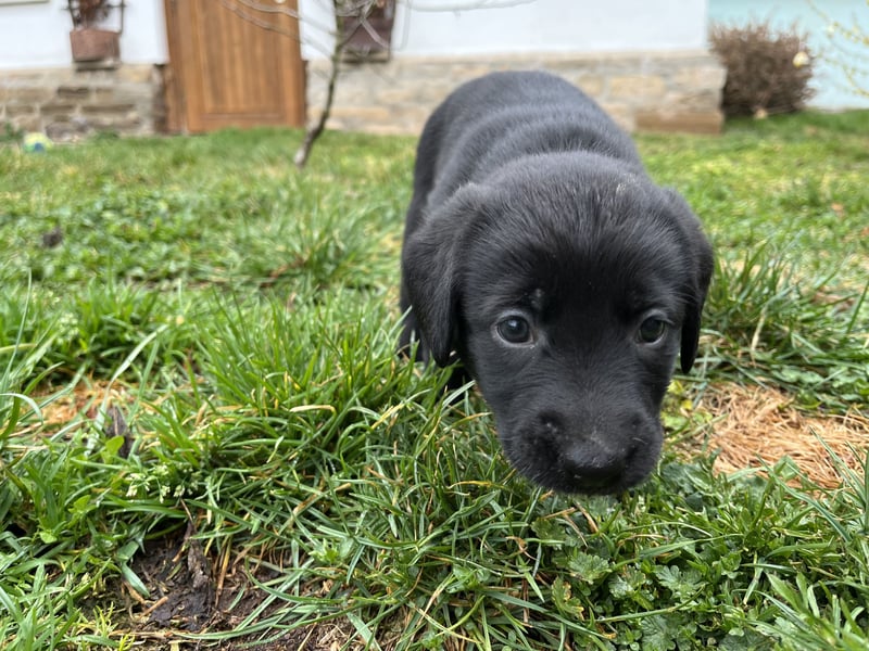 Labrador Mix Welpen