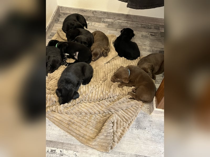 Labrador Mix Welpen