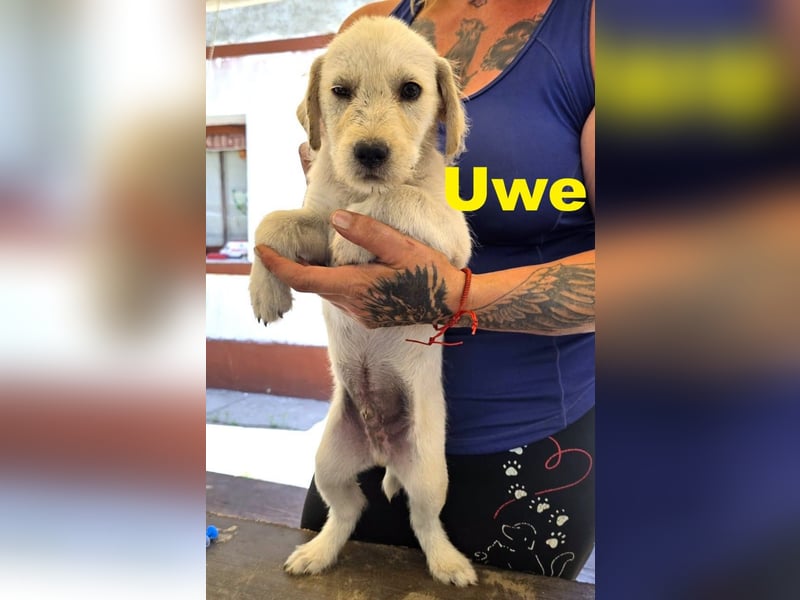 Unser zuckersüßer Labrador-Mischlingswelpen Uwe sucht sein Für-immer-Zuhause!