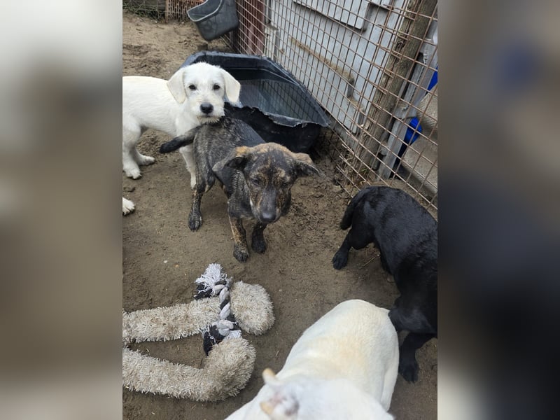 Unser zuckersüßer Labrador-Mischlingswelpen Uwe sucht sein Für-immer-Zuhause!