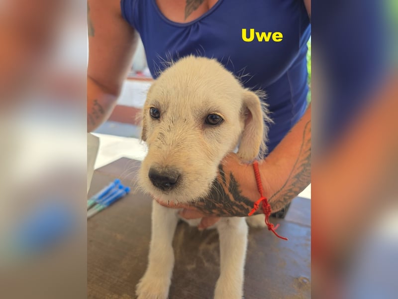 Unser zuckersüßer Labrador-Mischlingswelpen Uwe sucht sein Für-immer-Zuhause!