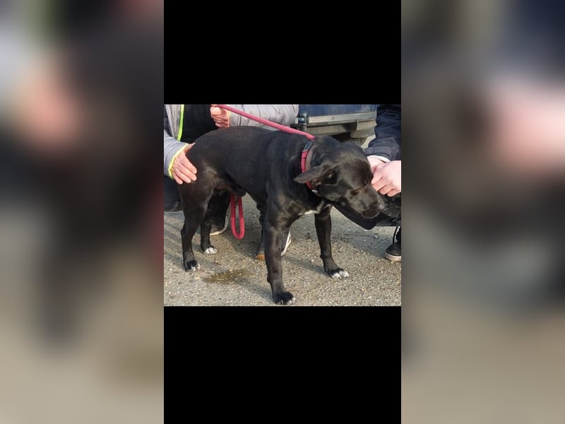 Gömbi wer gibt ihm eine Chance?