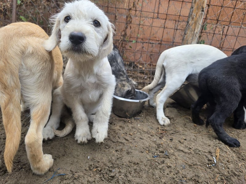 Unser zuckersüßer Labrador-Mischlingswelpen Uwe sucht sein Für-immer-Zuhause!
