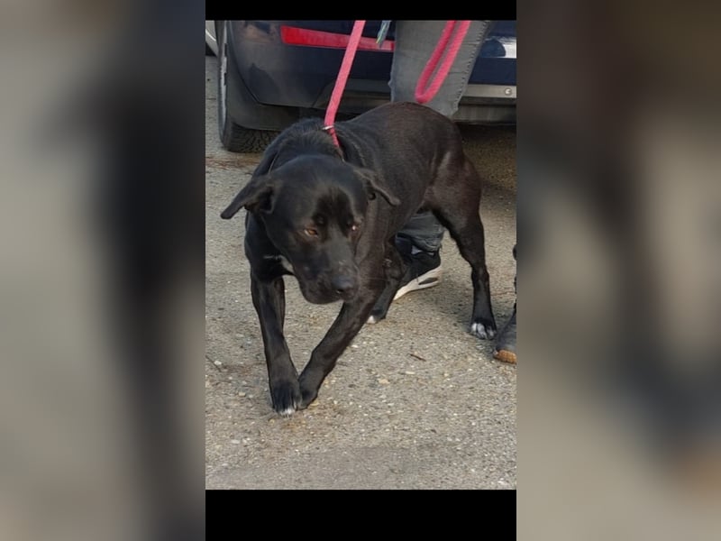 Gömbi wer gibt ihm eine Chance?