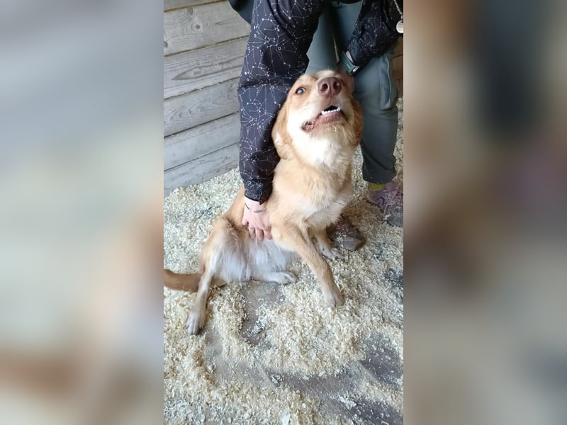 Hübsche Lapa sucht ihr Zuhause!