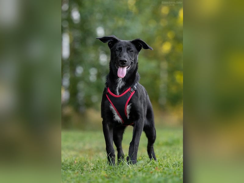 Aufgeweckte AGATHA  sucht eine Familie gerne mit Kindern