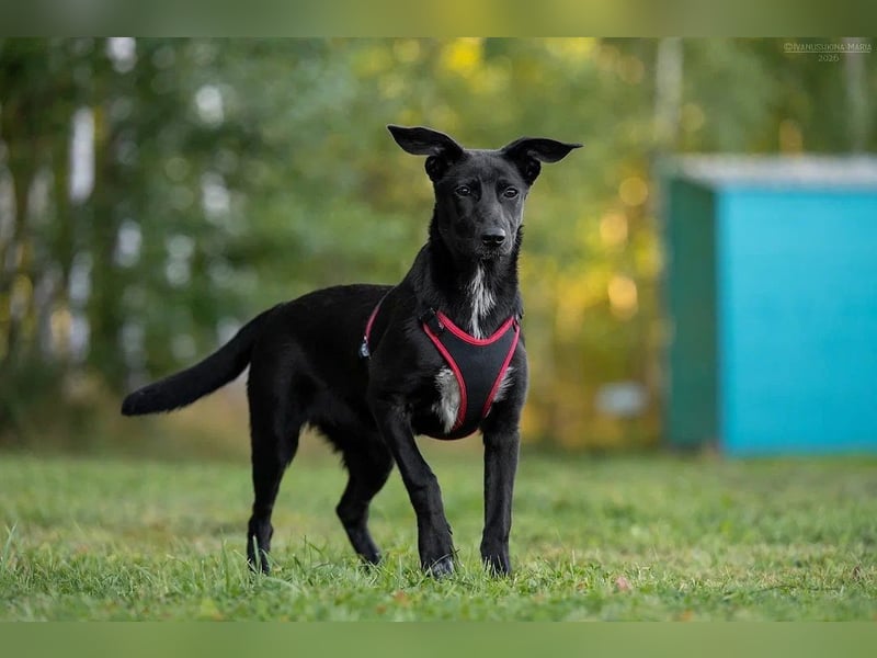 Aufgeweckte AGATHA  sucht eine Familie gerne mit Kindern