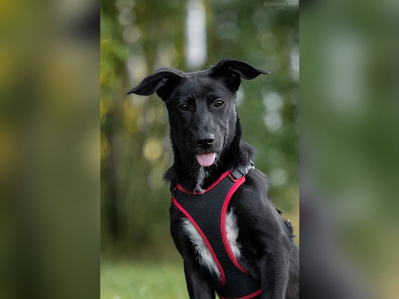 Aufgeweckte AGATHA  sucht eine Familie gerne mit Kindern