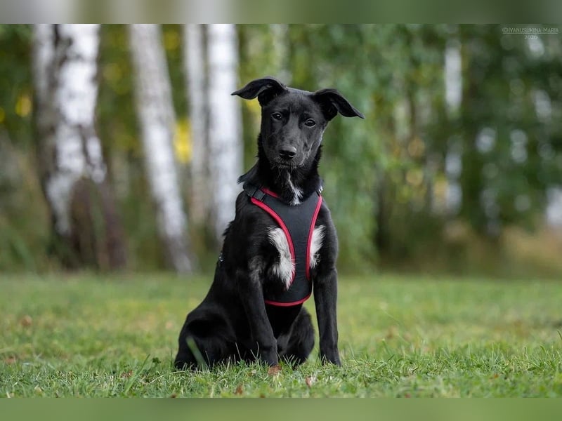 Aufgeweckte AGATHA  sucht eine Familie gerne mit Kindern