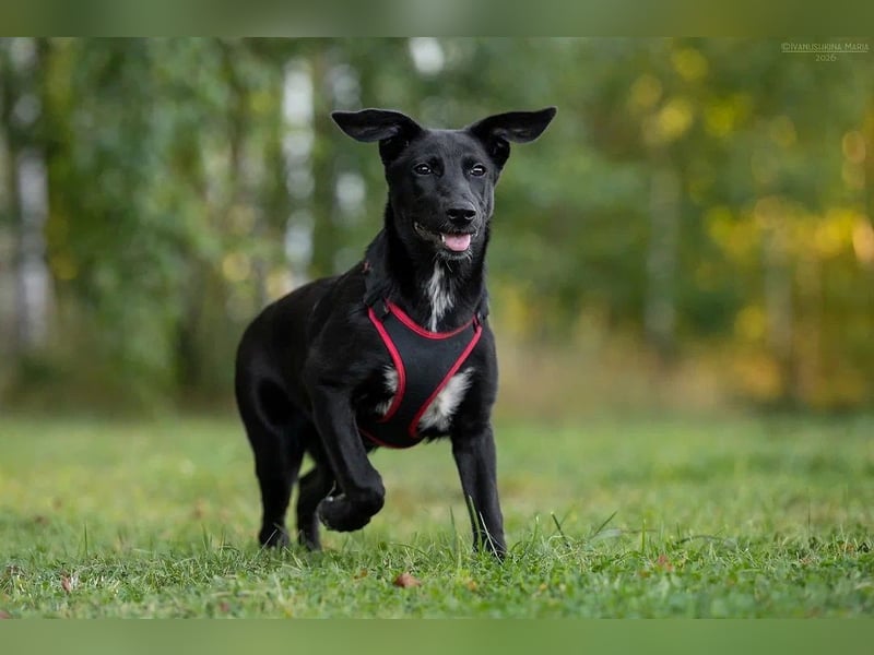 Aufgeweckte AGATHA  sucht eine Familie gerne mit Kindern