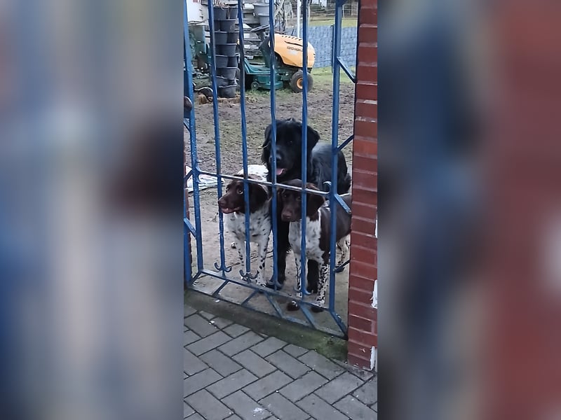 Henry sucht liebevolles zu Hause
