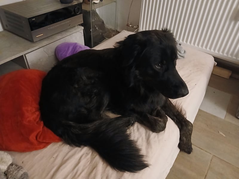 Rüde sucht liebevolles zu Hause