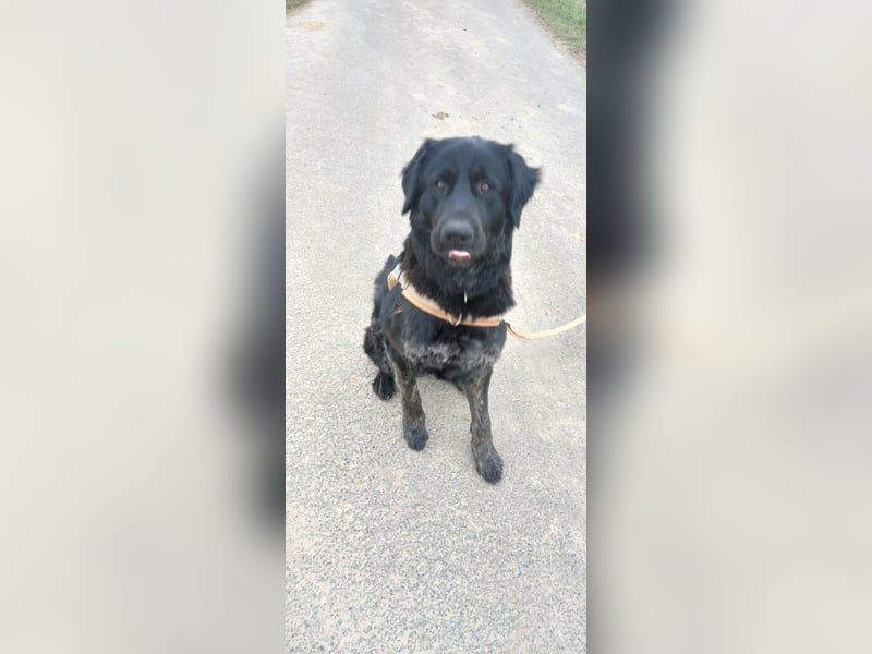 Henry sucht liebevolles zu Hause