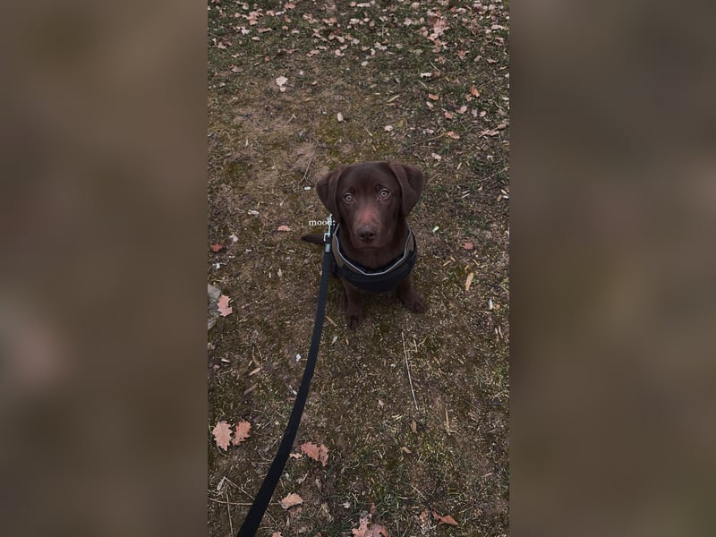 Labrador Mischling sucht neues zu Hause