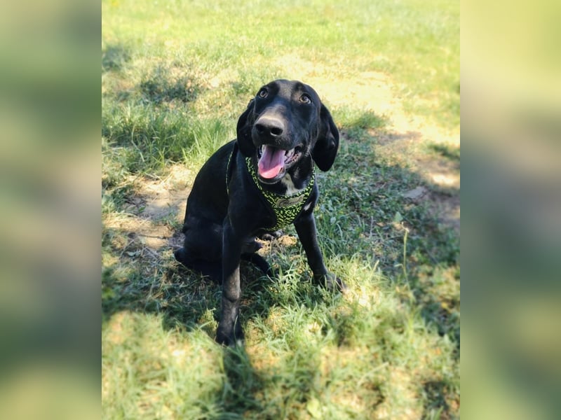 Labrador Mix Ares