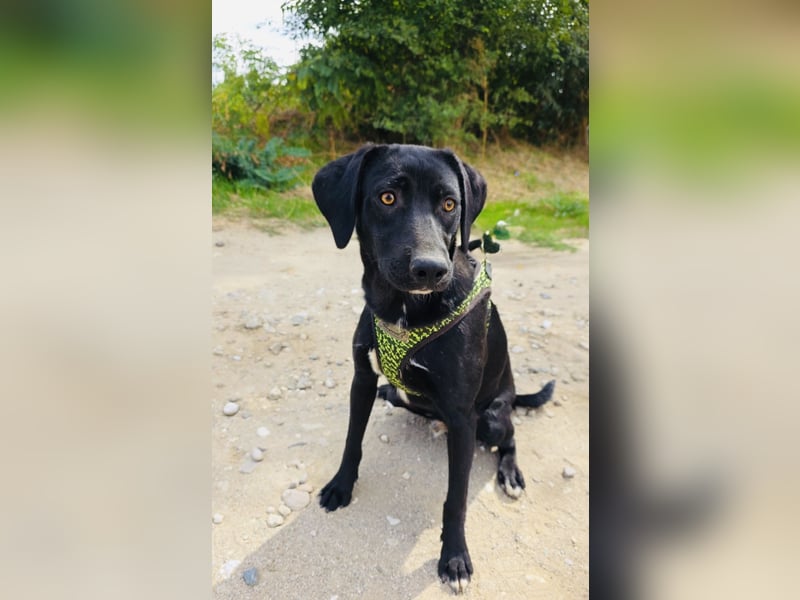 Labrador Mix Ares sucht Körbchen