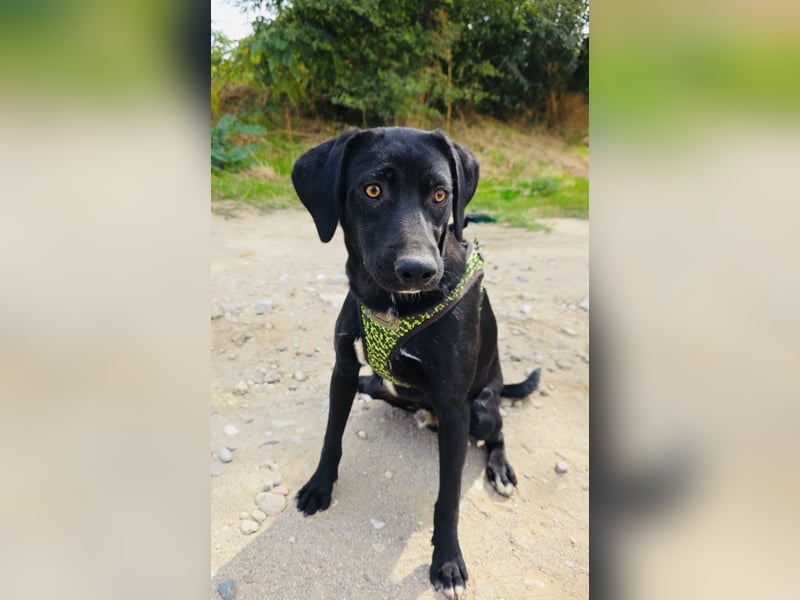 Labrador Mix Ares sucht Körbchen